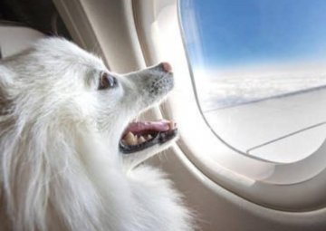 TAMBÉM ACEITA HUMANOS! Conheça os destinos Pet Friendly em alta no Brasil.